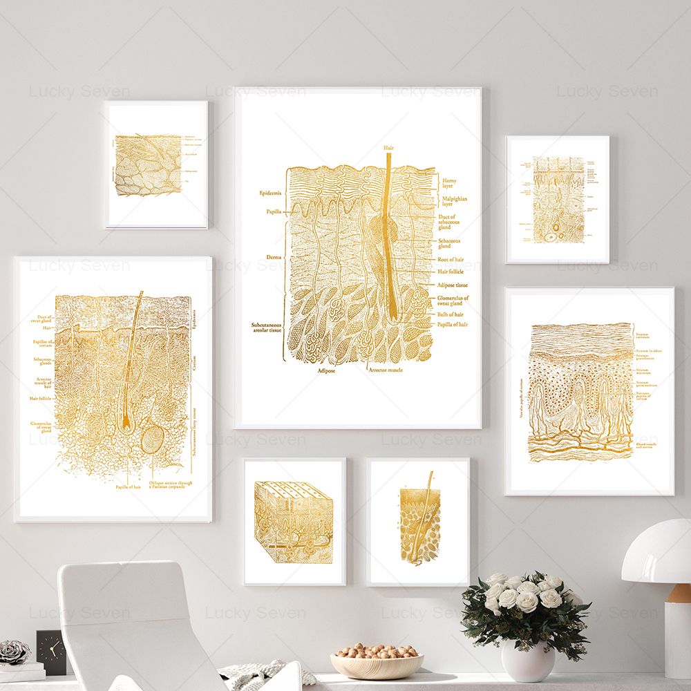 Skincare Ls - Cura della pelle Anatomia Poster Dissezione
